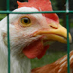 Meet your Posher, Ella